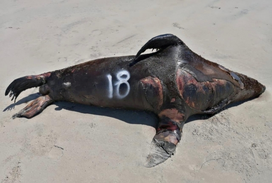 Ratusan Singa Laut Mati Misterius di Pantai Pasifik