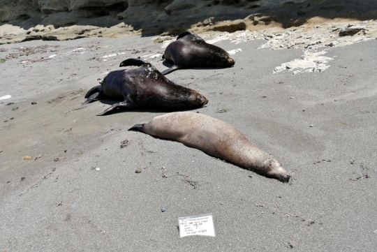 Ratusan Singa Laut Mati Misterius di Pantai Pasifik