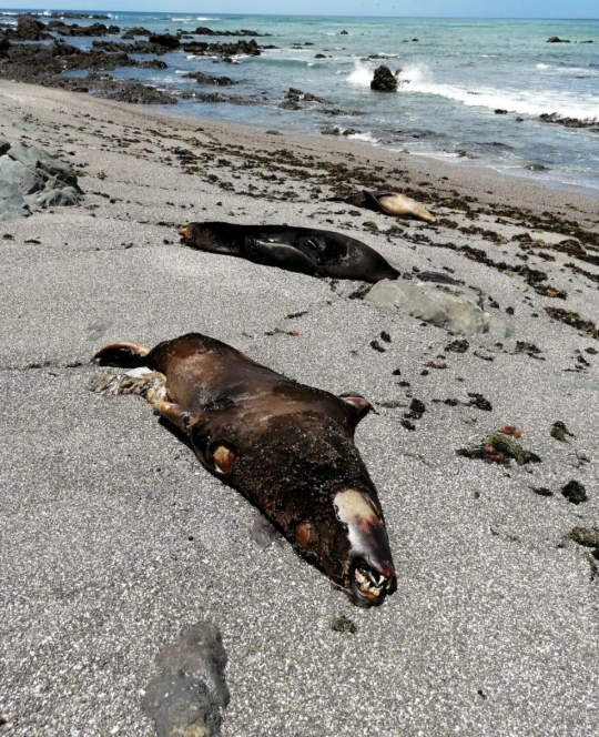 Ratusan Singa Laut Mati Misterius di Pantai Pasifik