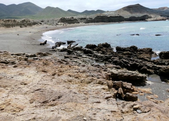 Ratusan Singa Laut Mati Misterius di Pantai Pasifik