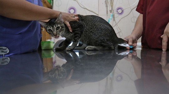 Vaksin Gratis Menyambut Hari Rabies