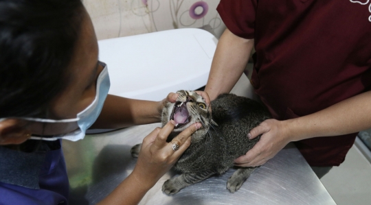 Vaksin Gratis Menyambut Hari Rabies