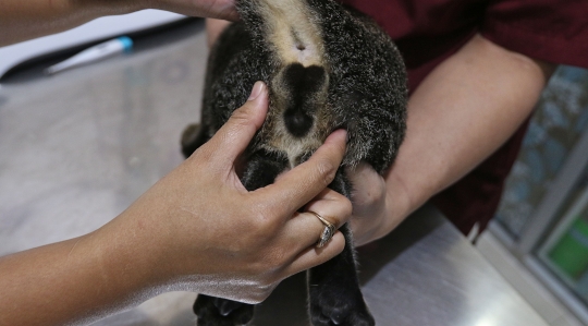 Vaksin Gratis Menyambut Hari Rabies
