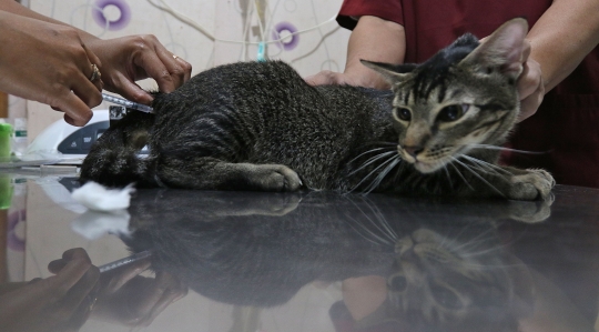 Vaksin Gratis Menyambut Hari Rabies