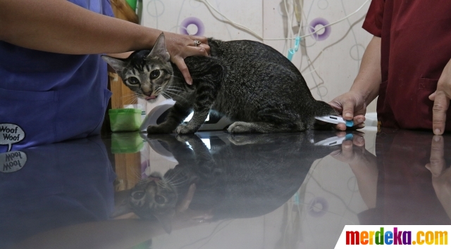 Vaksin Bandung Gratis Kucing Di