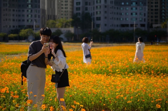 Hamparan Bunga Kosmos Jadi Objek Fotografi Warga Seoul