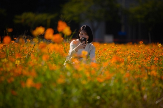 Hamparan Bunga Kosmos Jadi Objek Fotografi Warga Seoul