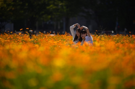 Hamparan Bunga Kosmos Jadi Objek Fotografi Warga Seoul