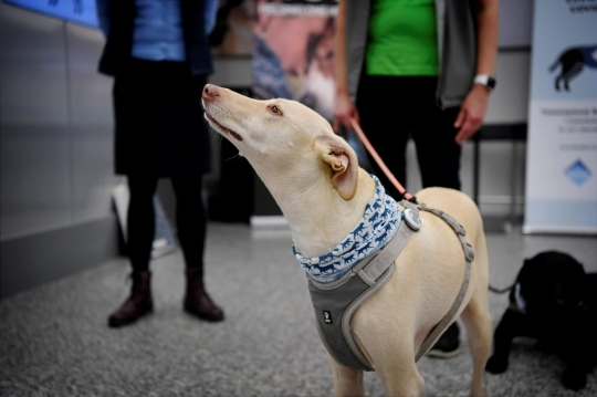 Bandara Finlandia Kerahkan Anjing Pelacak untuk Deteksi Virus Corona