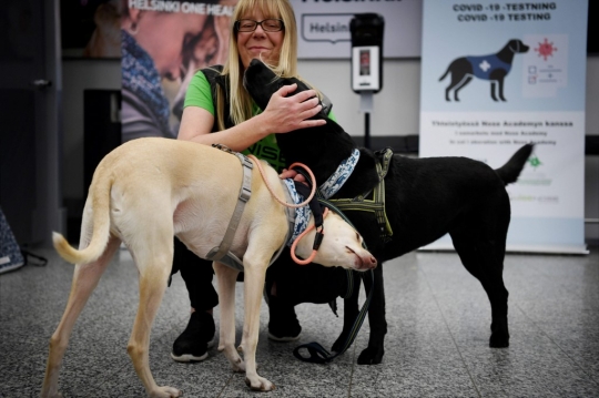 Bandara Finlandia Kerahkan Anjing Pelacak untuk Deteksi Virus Corona