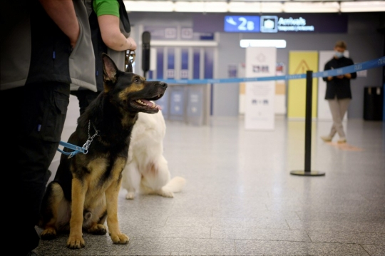 Bandara Finlandia Kerahkan Anjing Pelacak untuk Deteksi Virus Corona