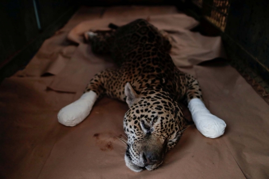 Melihat Perawatan Jaguar Korban Kebakaran Hutan di Brasil