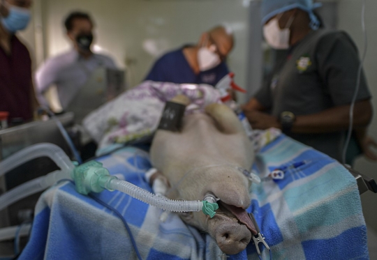 Kala Babi dengan Penyakit Paru-Paru Dipasangi Ventilator Covid-19