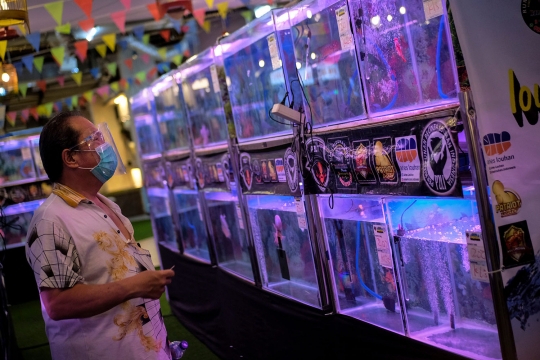 Melihat Kontes Ikan Louhan di Tangerang