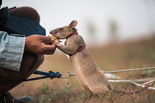 Mengenal Magawa, Tikus Pemburu Ranjau di Kamboja