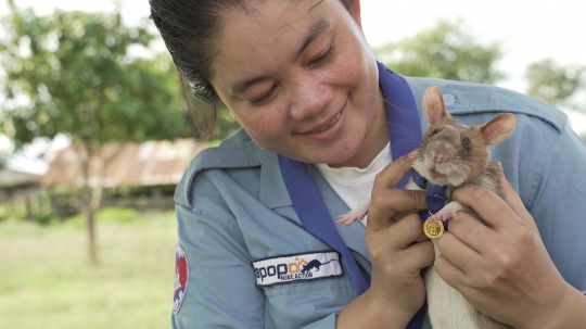 Mengenal Magawa, Tikus Pemburu Ranjau di Kamboja