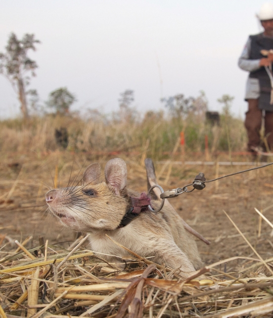 Mengenal Magawa, Tikus Pemburu Ranjau di Kamboja