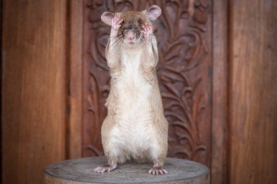 Mengenal Magawa, Tikus Pemburu Ranjau di Kamboja
