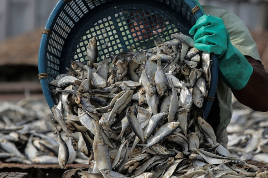 Geliat Penjualan Ikan Asin Tetap Tangguh di Tengah Pandemi