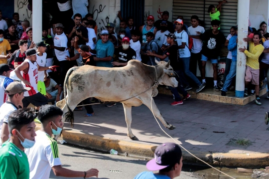 Melepas Banteng Liar untuk Penghormatan San Jeronimo