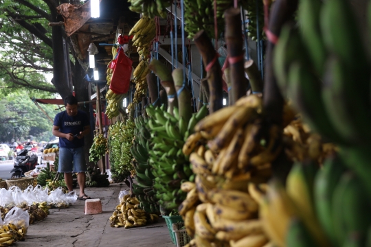 Penjualan Pisang Anjlok Akibat Hajatan Dilarang