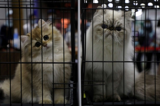 Tingkah Lucu Kucing di Cat Expo Malaysia