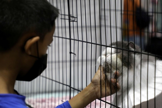 Tingkah Lucu Kucing di Cat Expo Malaysia