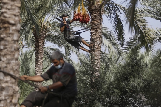 Melihat Musim Panen Buah Kurma di Gaza