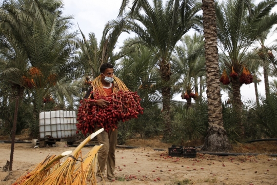 Melihat Musim Panen Buah Kurma di Gaza