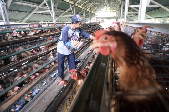 Nasib Peternak Ayam Petelur di Tengah Pandemi