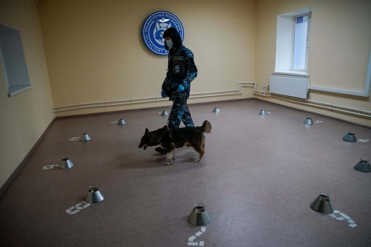 Melihat Latihan Anjing Pelacak Pendeteksi Corona di Rusia