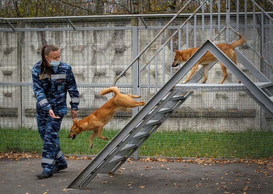 Melihat Latihan Anjing Pelacak Pendeteksi Corona di Rusia
