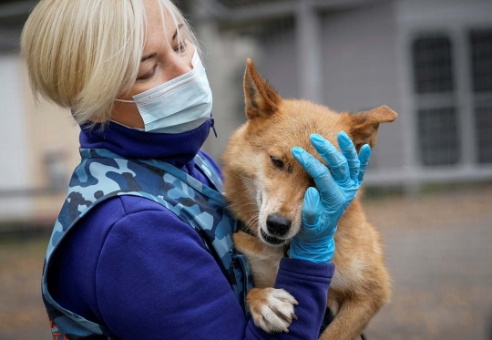 Melihat Latihan Anjing Pelacak Pendeteksi Corona di Rusia