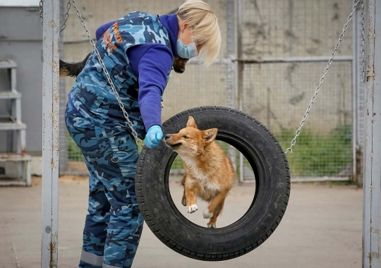 Melihat Latihan Anjing Pelacak Pendeteksi Corona di Rusia