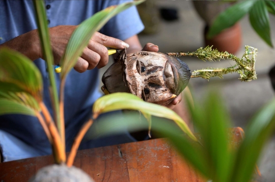 Uniknya Bonsai Pohon Kelapa Kreasi Pak Herman