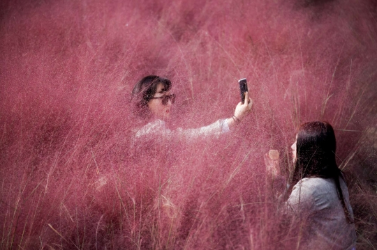 Berswafoto di Padang Rumput Merah Jambu Korea Selatan