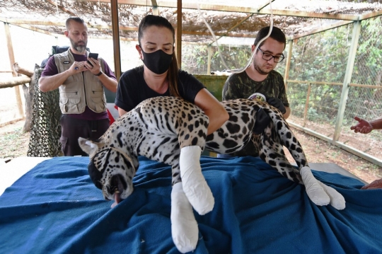 Perjuangan Petugas Selamatkan Jaguar yang Terluka Bakar