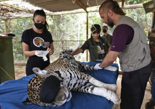 Perjuangan Petugas Selamatkan Jaguar yang Terluka Bakar