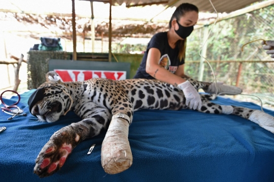 Perjuangan Petugas Selamatkan Jaguar yang Terluka Bakar