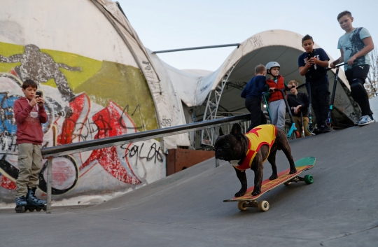 Lucunya Anjing Punya Hobi Main Skateboard