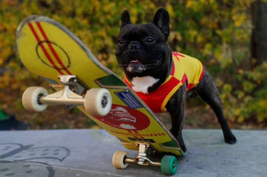 Lucunya Anjing Punya Hobi Main Skateboard