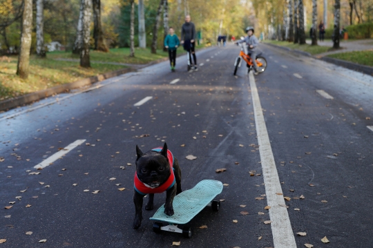 Lucunya Anjing Punya Hobi Main Skateboard