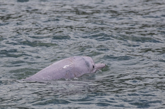 Lumba-Lumba Langka Berwarna Pink Kembali Terlihat di Perairan Hong Kong