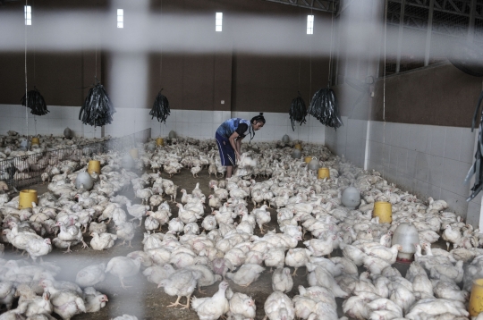 90 Persen Industri Ayam Lokal Dikuasai Asing