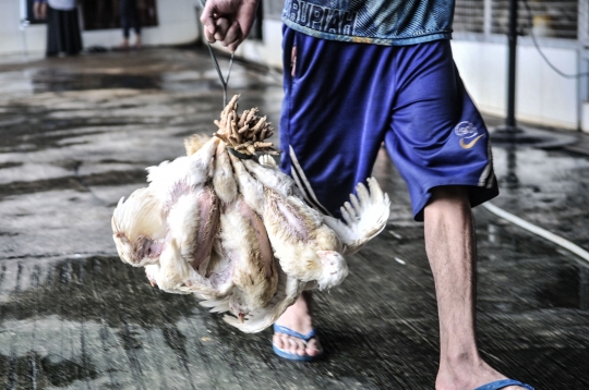 90 Persen Industri Ayam Lokal Dikuasai Asing