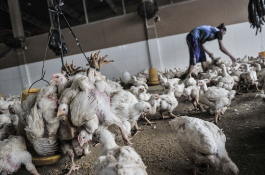 90 Persen Industri Ayam Lokal Dikuasai Asing