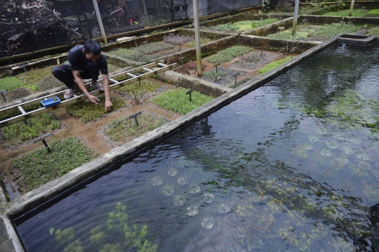 Tren Aquascape Meningkat di Tengah Pandemi