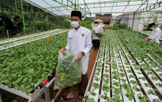 Ketika Santri Hasilkan 1,2 Ton Sayur Per Bulan dari Kebun Hidroponik