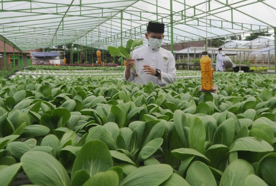 Ketika Santri Hasilkan 1,2 Ton Sayur Per Bulan dari Kebun Hidroponik