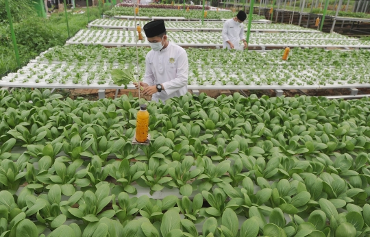 Ketika Santri Hasilkan 1,2 Ton Sayur Per Bulan dari Kebun Hidroponik